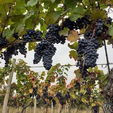 Lobkowiczké Zámecké Vinařství Roudnice Nad Labem