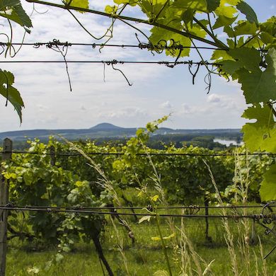 Lobkowiczké Zámecké Vinařství Roudnice Nad Labem