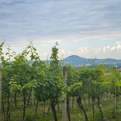 Lobkowiczké Zámecké Vinařství Roudnice Nad Labem