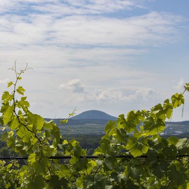 Lobkowiczké Zámecké Vinařství Roudnice Nad Labem